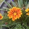 heatherjp33
